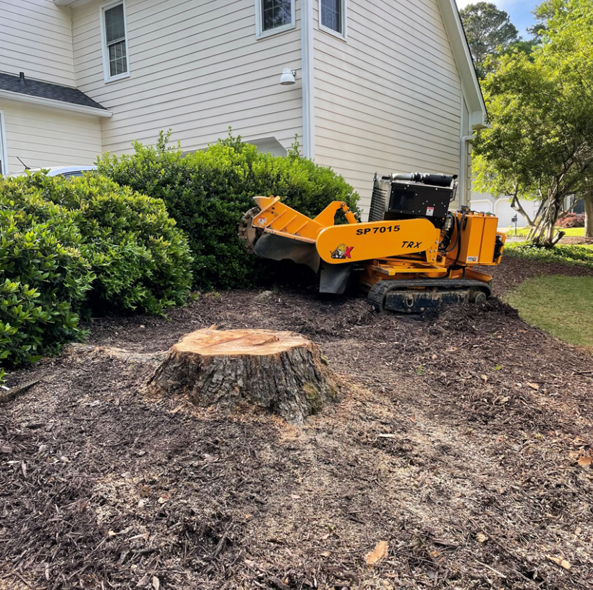 A stump grinder machine next to a freshly cut tree stump, surrounded by landscaping bushes and mulch, near a residential building.